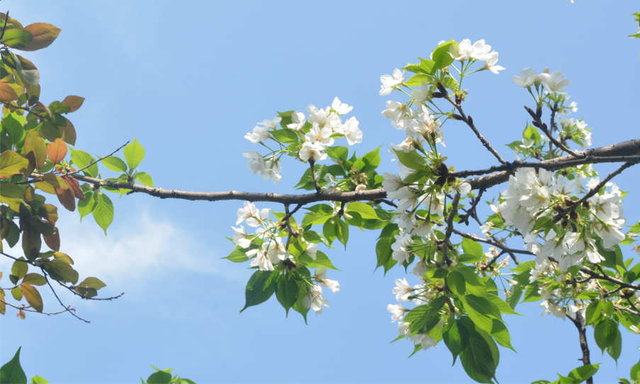 你好,春天里的美視師一